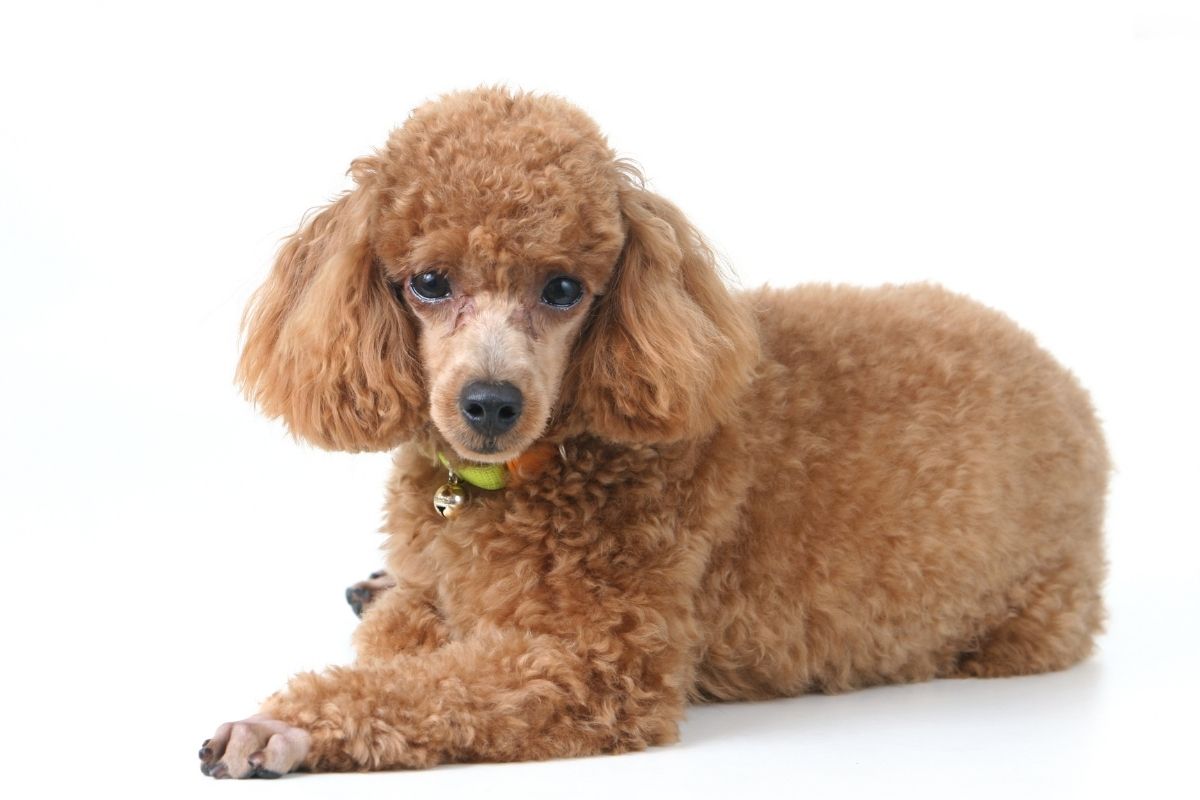 Types Of Poodles Get To Know This French Dog (1)