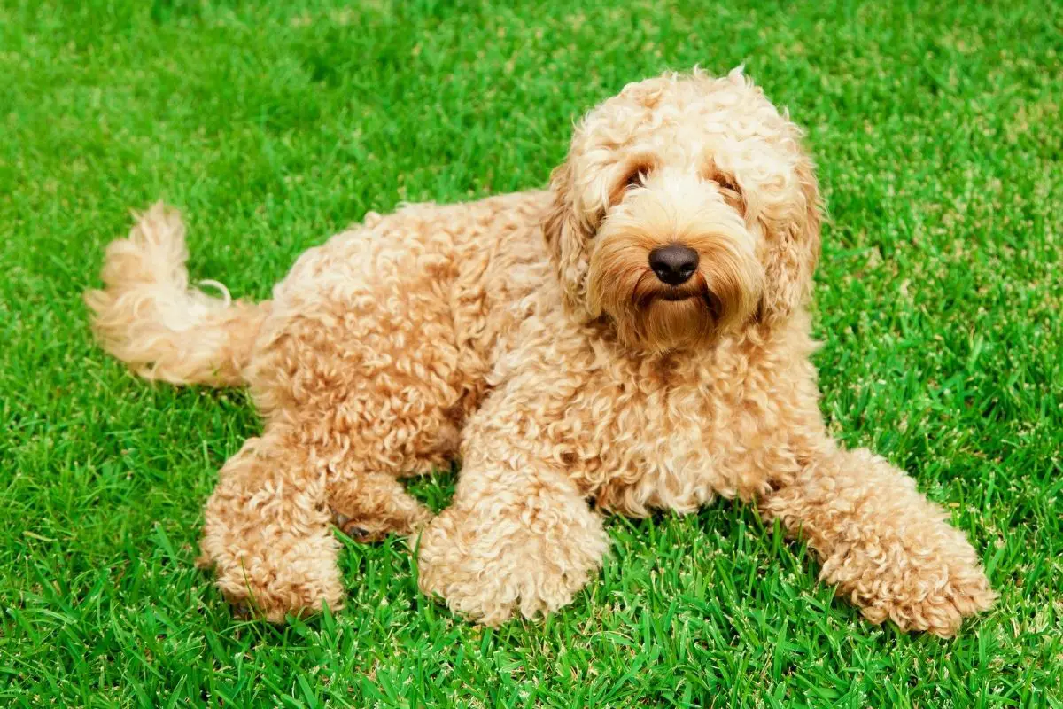 Types Of Poodles: Get To Know This French Dog