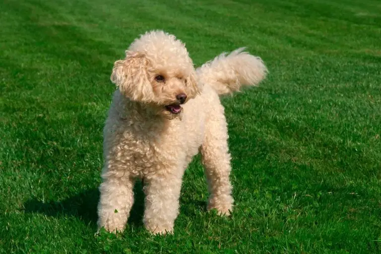 Types Of Poodles Get To Know This French Dog