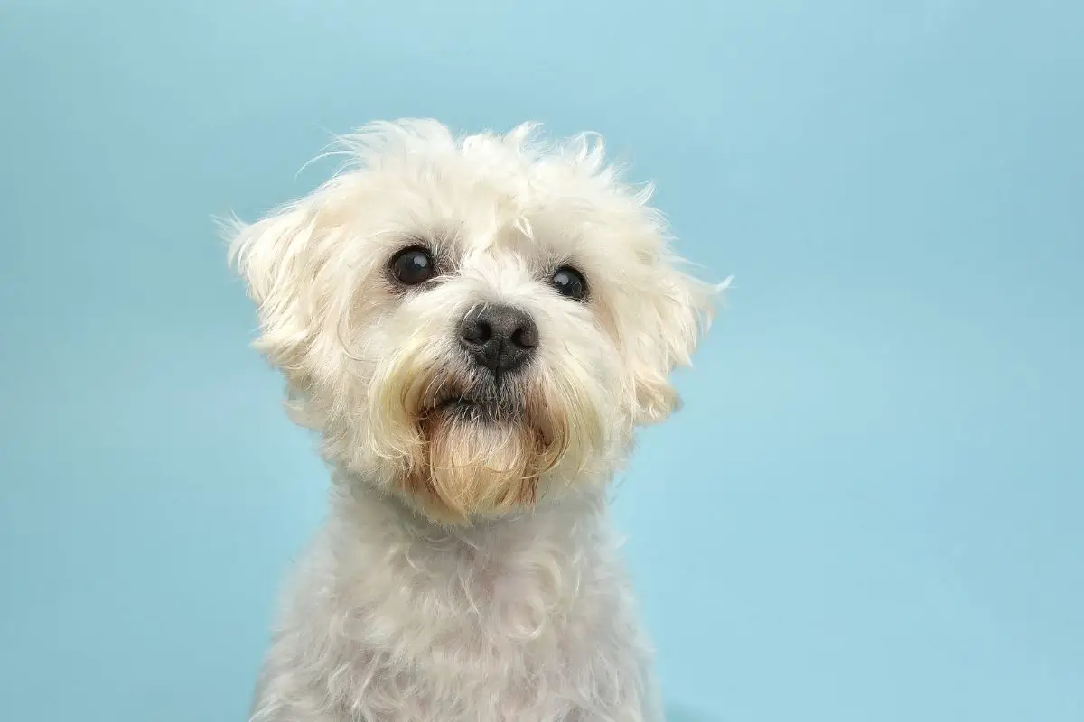 Terrier Poodle Mix