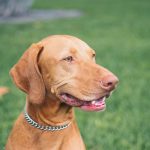 Vizsla Mixes - 12 Most Popular Vizsla Cross Breeds