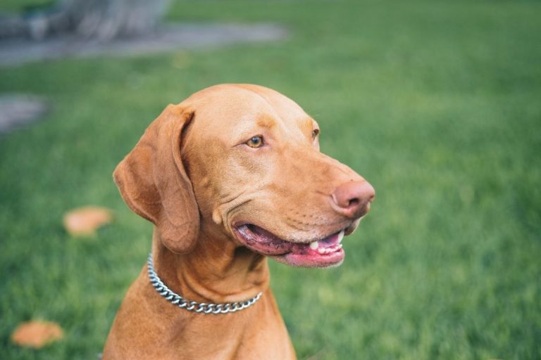 Vizsla Mixes - 12 Most Popular Vizsla Cross Breeds