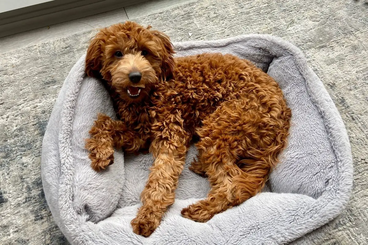 What Do I Need To Know Before Buying A Goldendoodle?