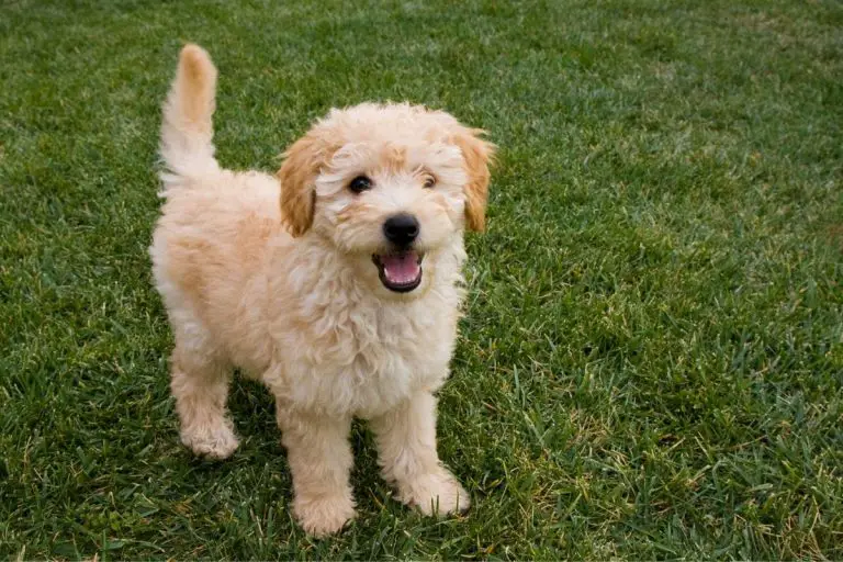 What Do I Need To Know Before Buying A Goldendoodle?