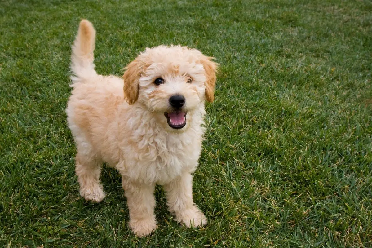 What Do I Need To Know Before Buying A Goldendoodle?