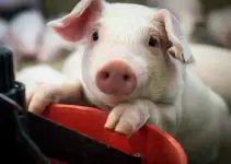 What Do Pigs Eat: An Amazing Guide to Keeping Pigs and Their Favorite Food