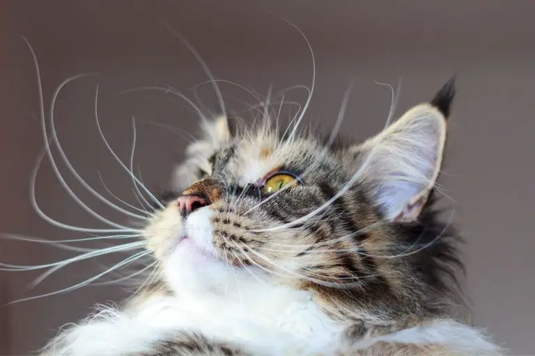 What Happens If You Cut A Cat's Whiskers