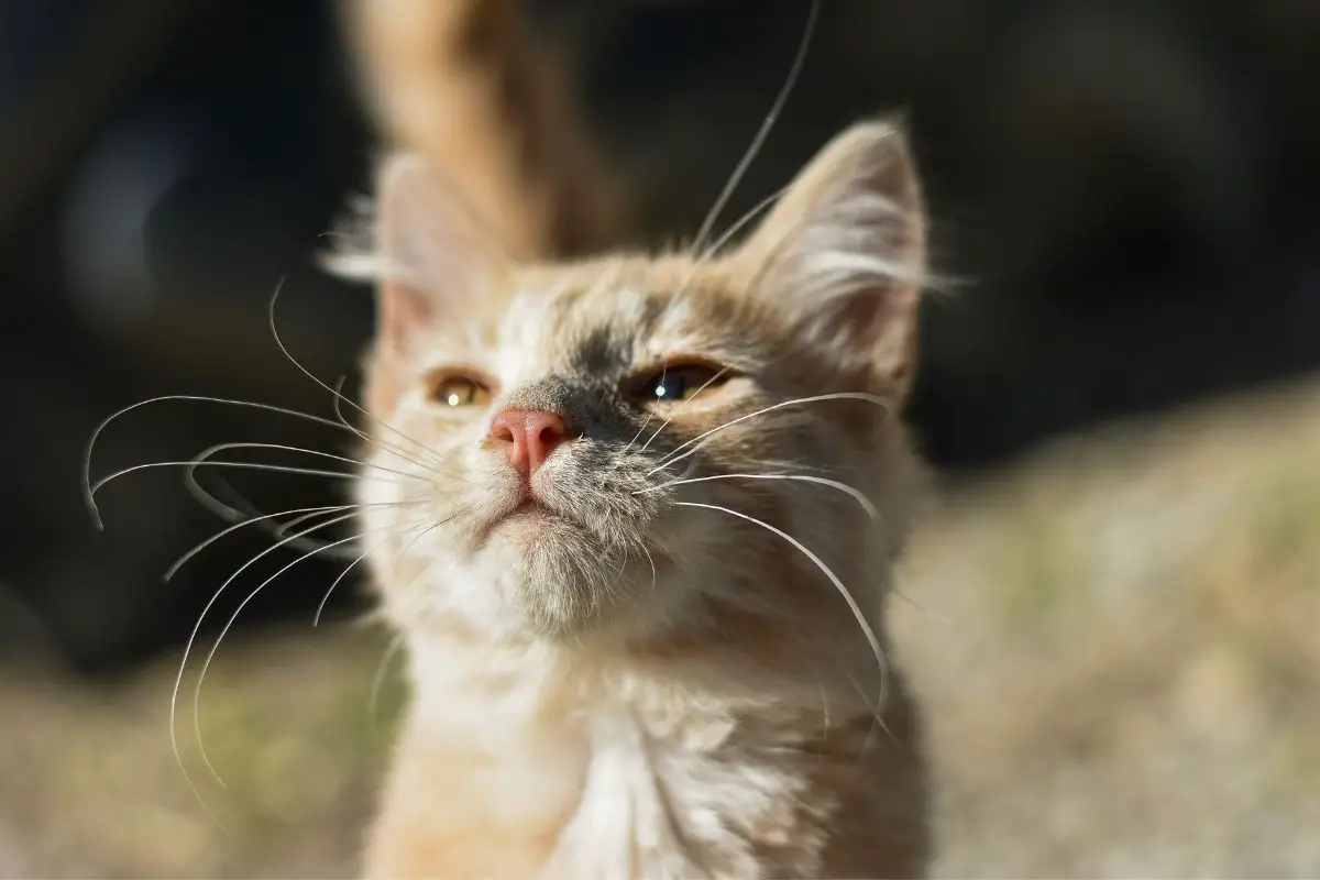 What Happens If You Cut A Cat's Whiskers