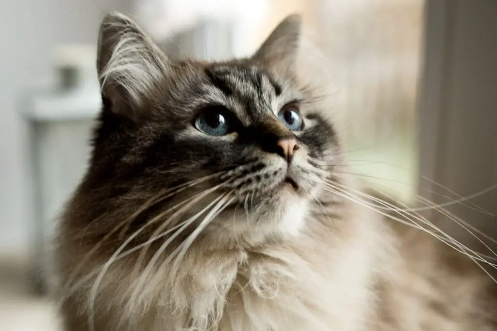 What Happens If You Cut A Cat's Whiskers? Know Before You Get Into