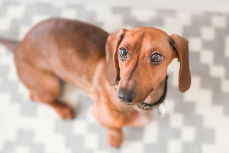 What Is The Dachshund Life Expectancy? AnimalFate