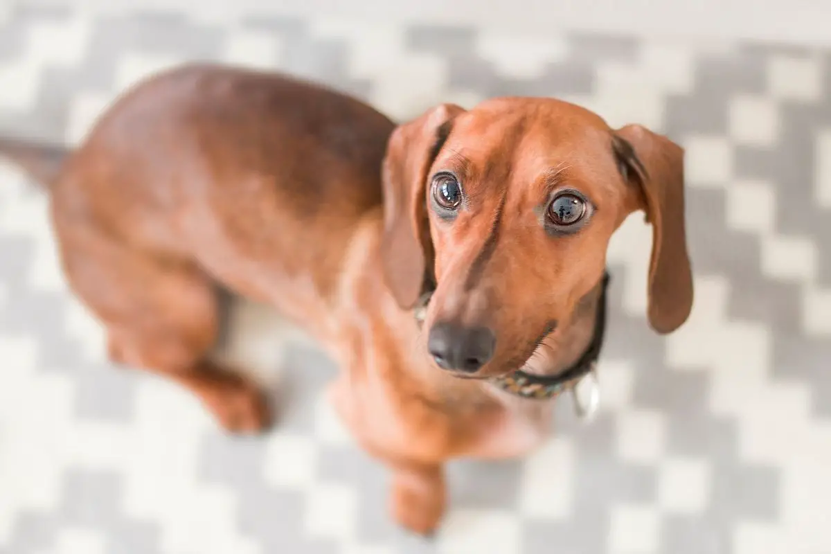 What Is The Dachshund Life Expectancy?