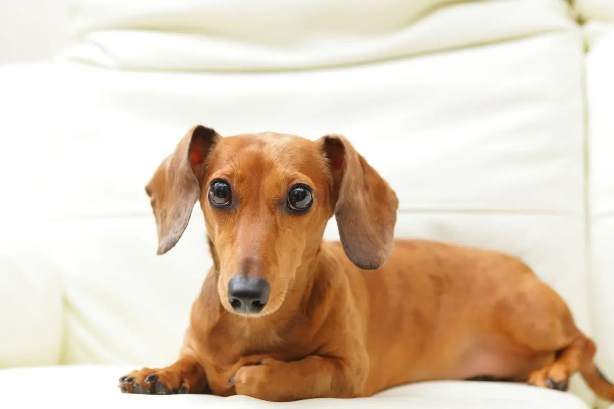 What Is The Dachshund Life Expectancy?