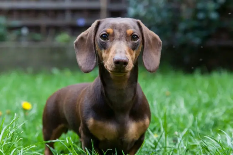 What Is The Dachshund Life Expectancy?