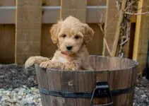 What Is The Mini Goldendoodle Personality Like? Details Here