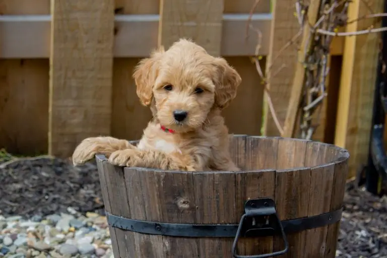 What Is The Mini Goldendoodle Personality Like Details Here
