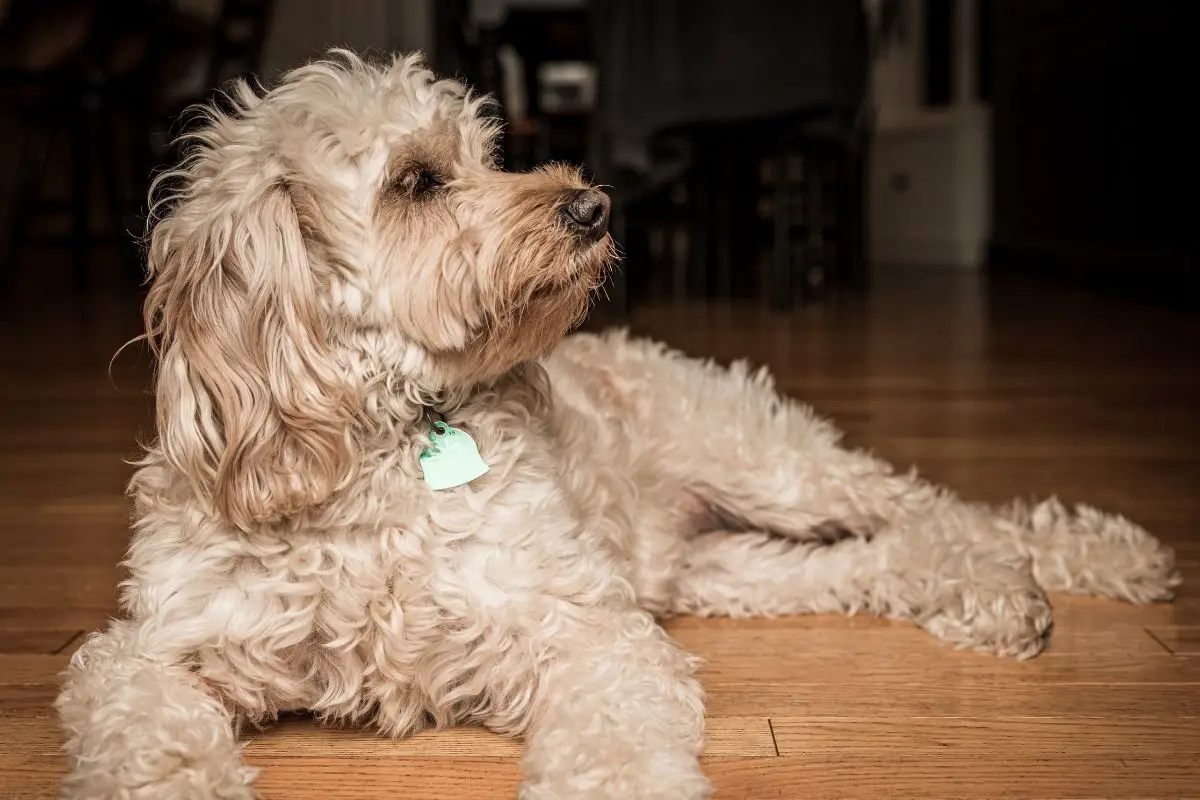 What Is The Mini Goldendoodle Personality Like