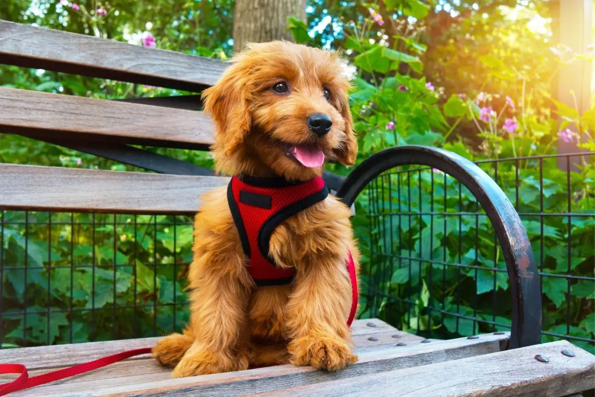 What Is The Mini Goldendoodle Personality