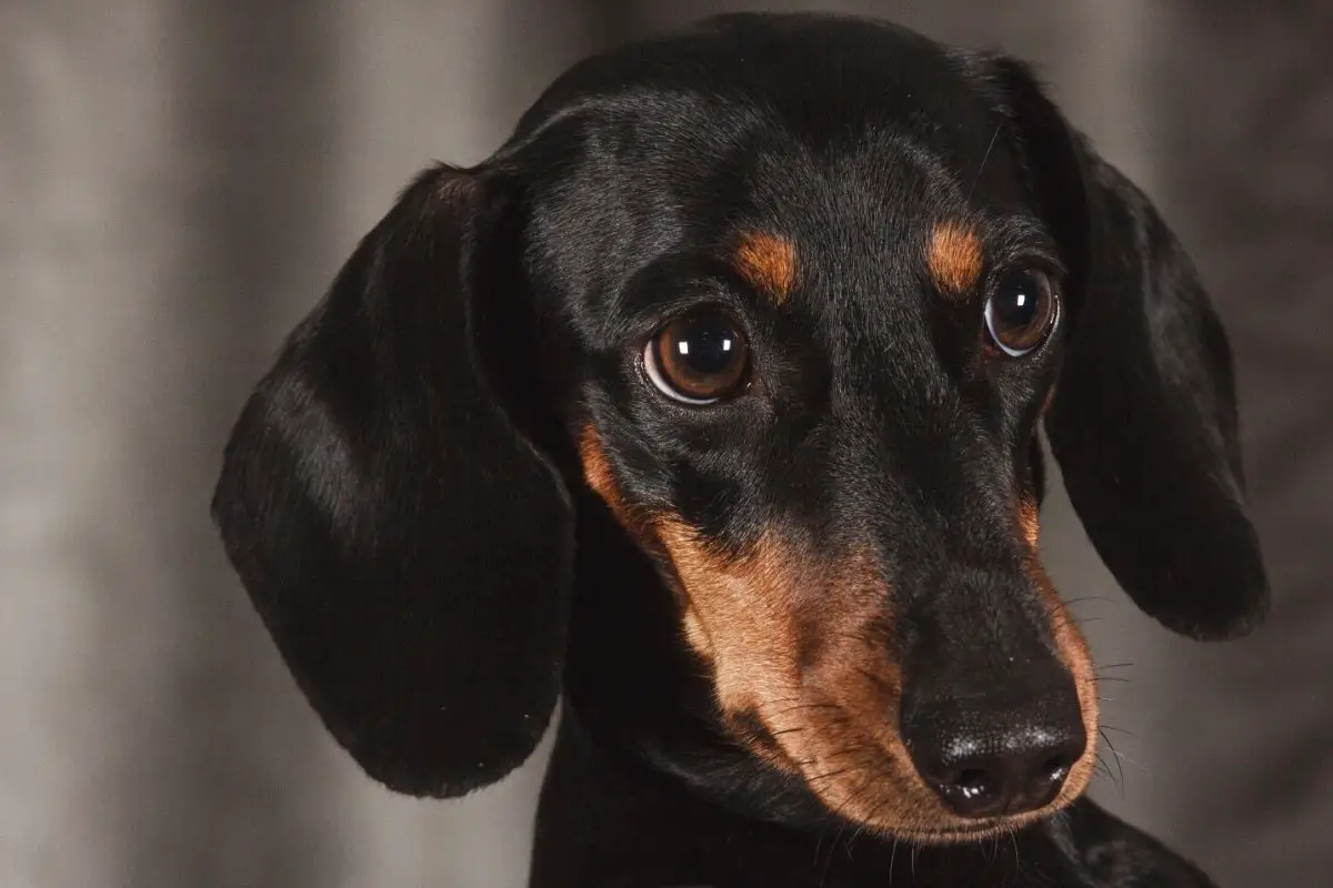 What Is The Personality Of A Dachshund