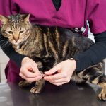 What To Expect After Deworming A Cat