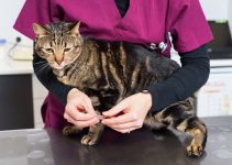 What To Expect After Deworming A Cat? (4 Side Effects)