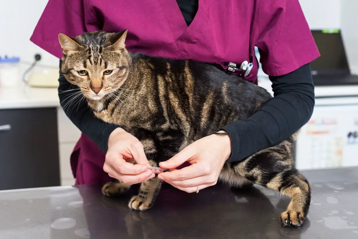 What To Expect After Deworming A Cat