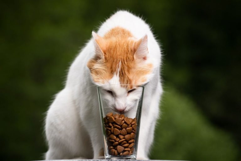 Can Cats Have Whipped Cream? What Happens If Cats Eat Whipped Cream