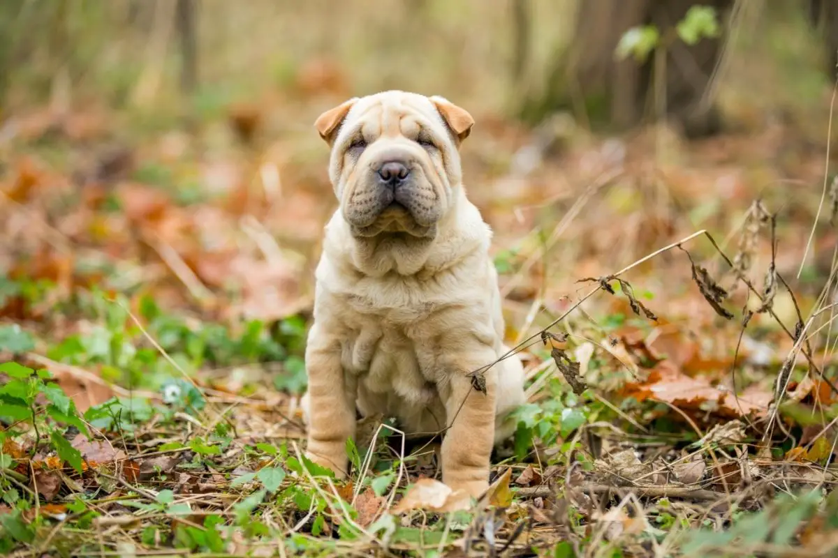 What You Need To Know About The Miniature Shar-Pei