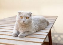 What You Need To Know About The Scottish Fold Munchkin Cat