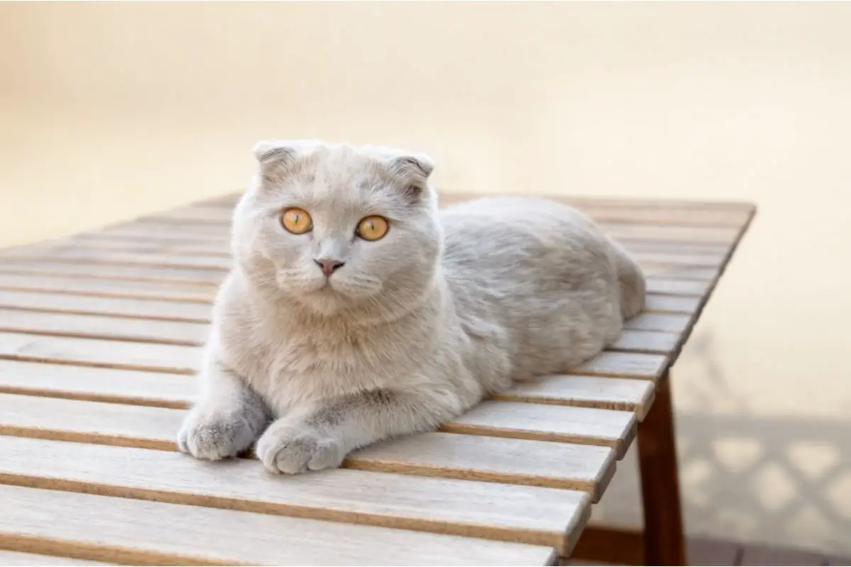 What You Need To Know About The Scottish Fold Munchkin Cat