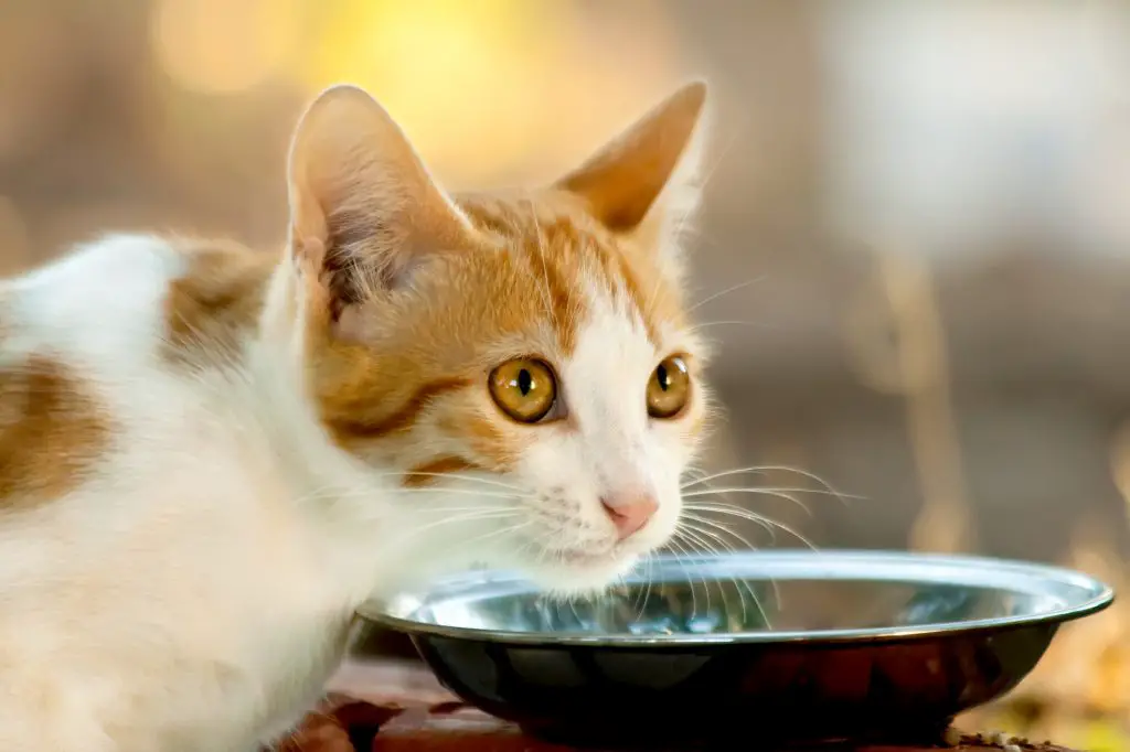 What do cats like to eat for breakfast