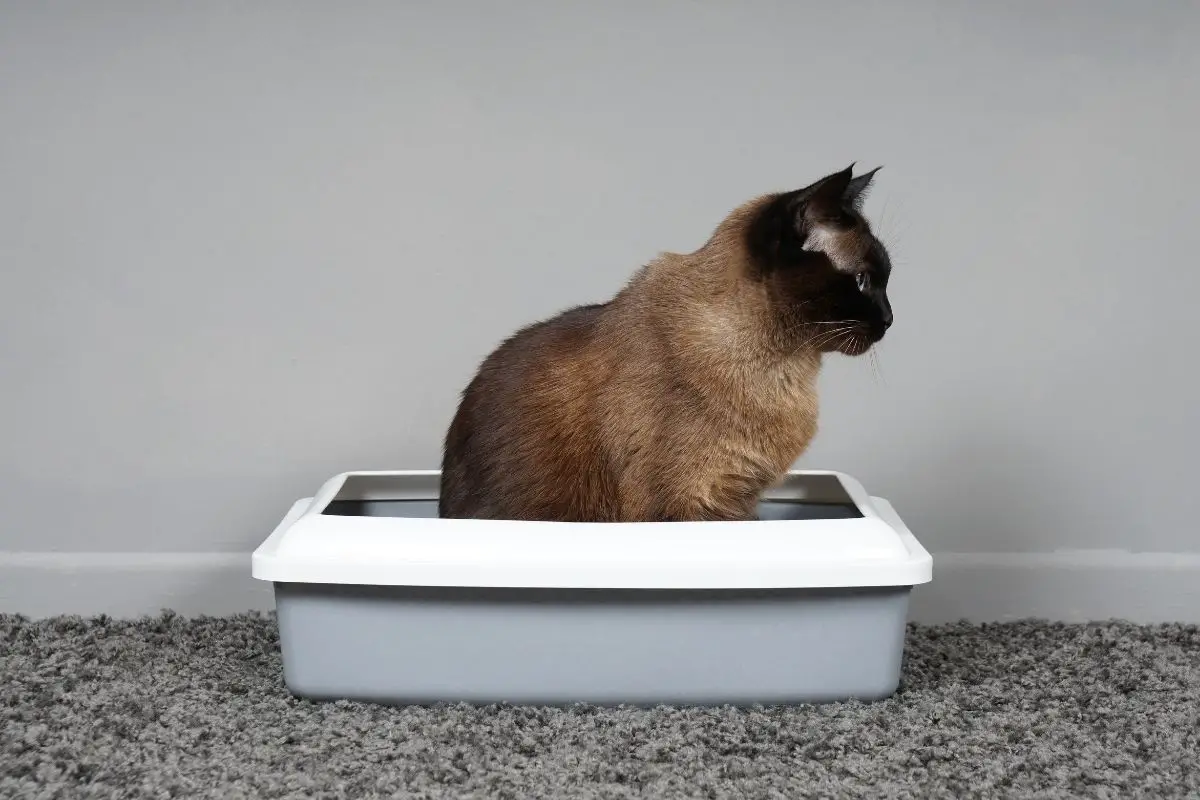 Why Does My Cat Play In The Litter Box? How Much Do They Enjoy?