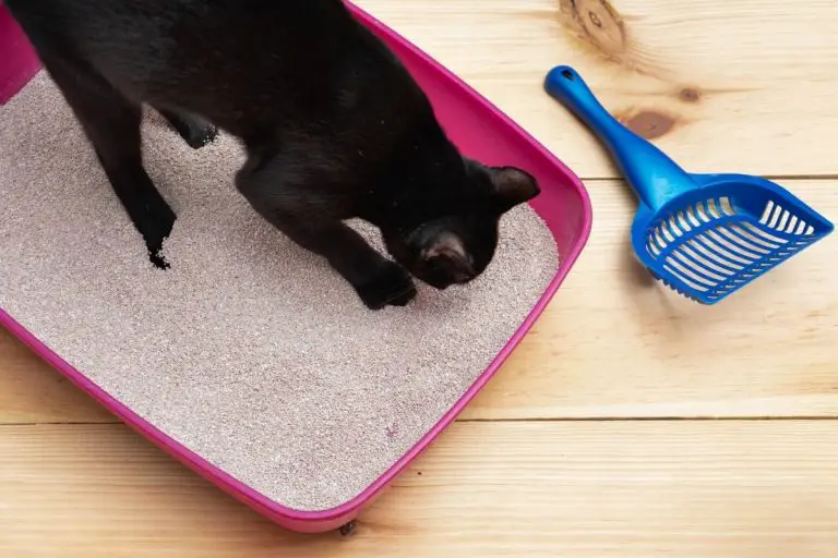 Why Does My Cat Play In The Litter Box? How Much Do They Enjoy?