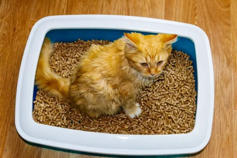 Why Does My Cat Play In The Litter Box? How Much Do They Enjoy? AnimalFate