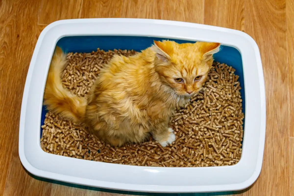 Why Does My Cat Play In The Litter Box? How Much Do They Enjoy?