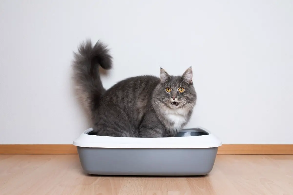 Why Does My Cat Play In The Litter Box? How Much Do They Enjoy?