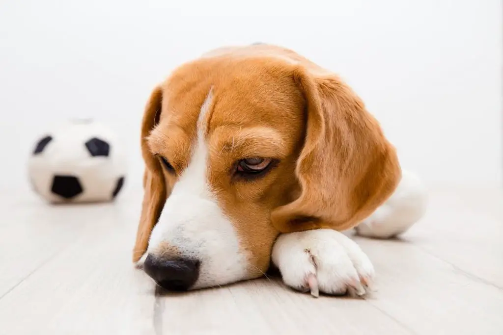 Why Is My Dog Throwing Up Undigested Food Hours After Eating? (Best