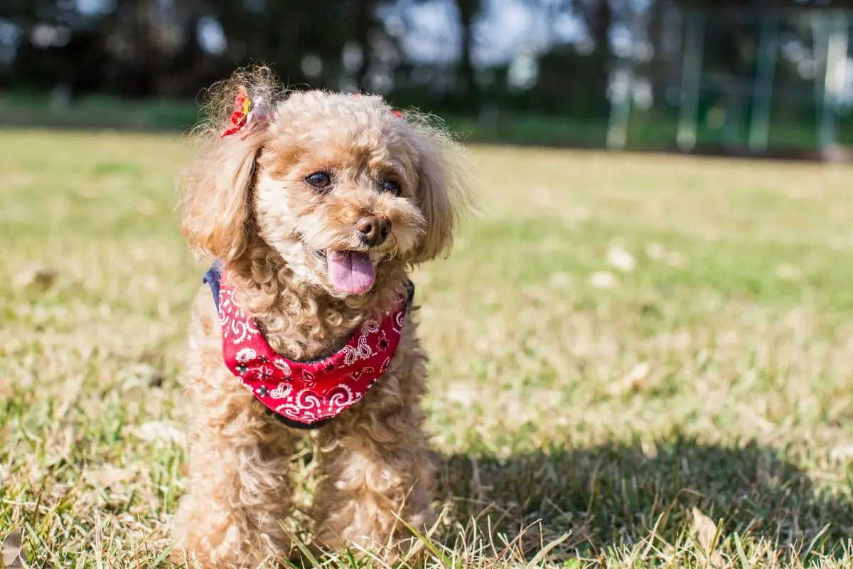 Why Toy Poodles Are The Best