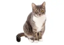Why Are Tabby Cats Fat? Are They Prone To Health Risks?