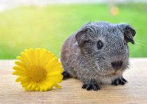 Why do Guinea Pigs Squeak? (5 Best Reasons)