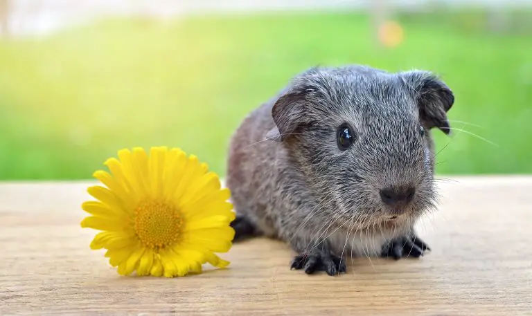 Why do Guinea Pigs Squeak