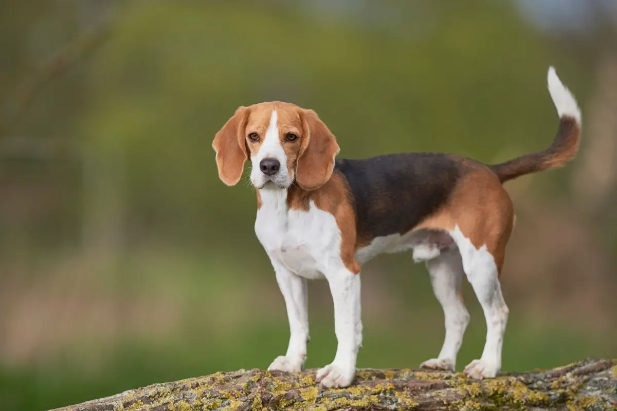 beagle