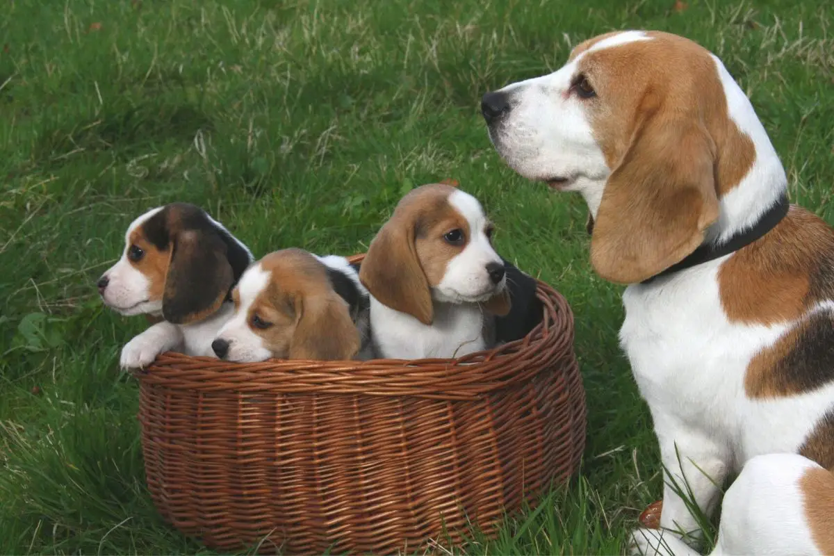 beagles