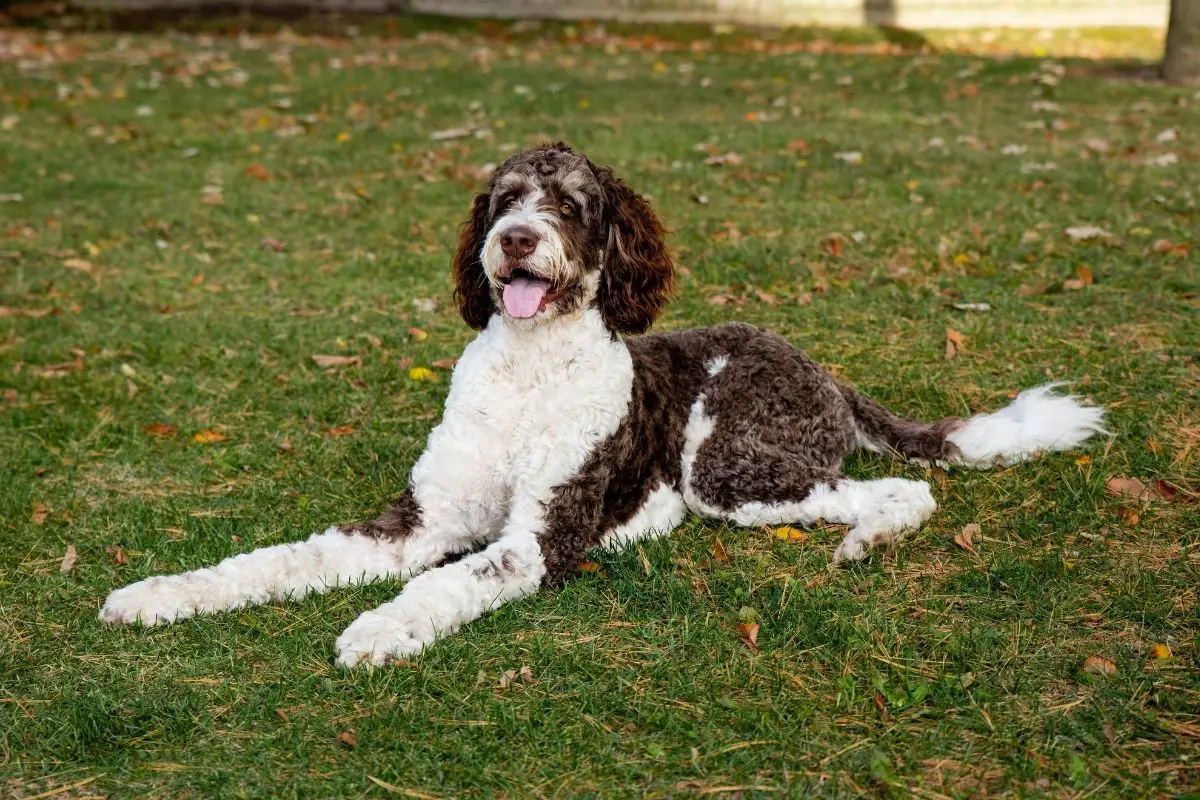 bernedoodle