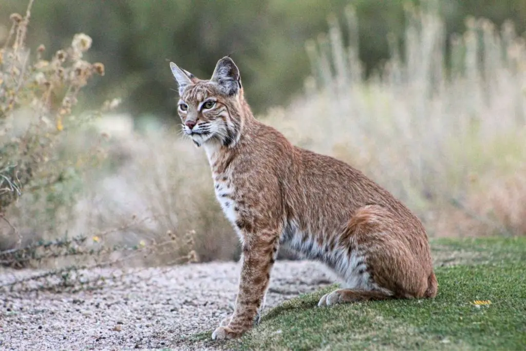 Bobcat VS House Cat What Are The Differences? (Best Guide!!) AnimalFate