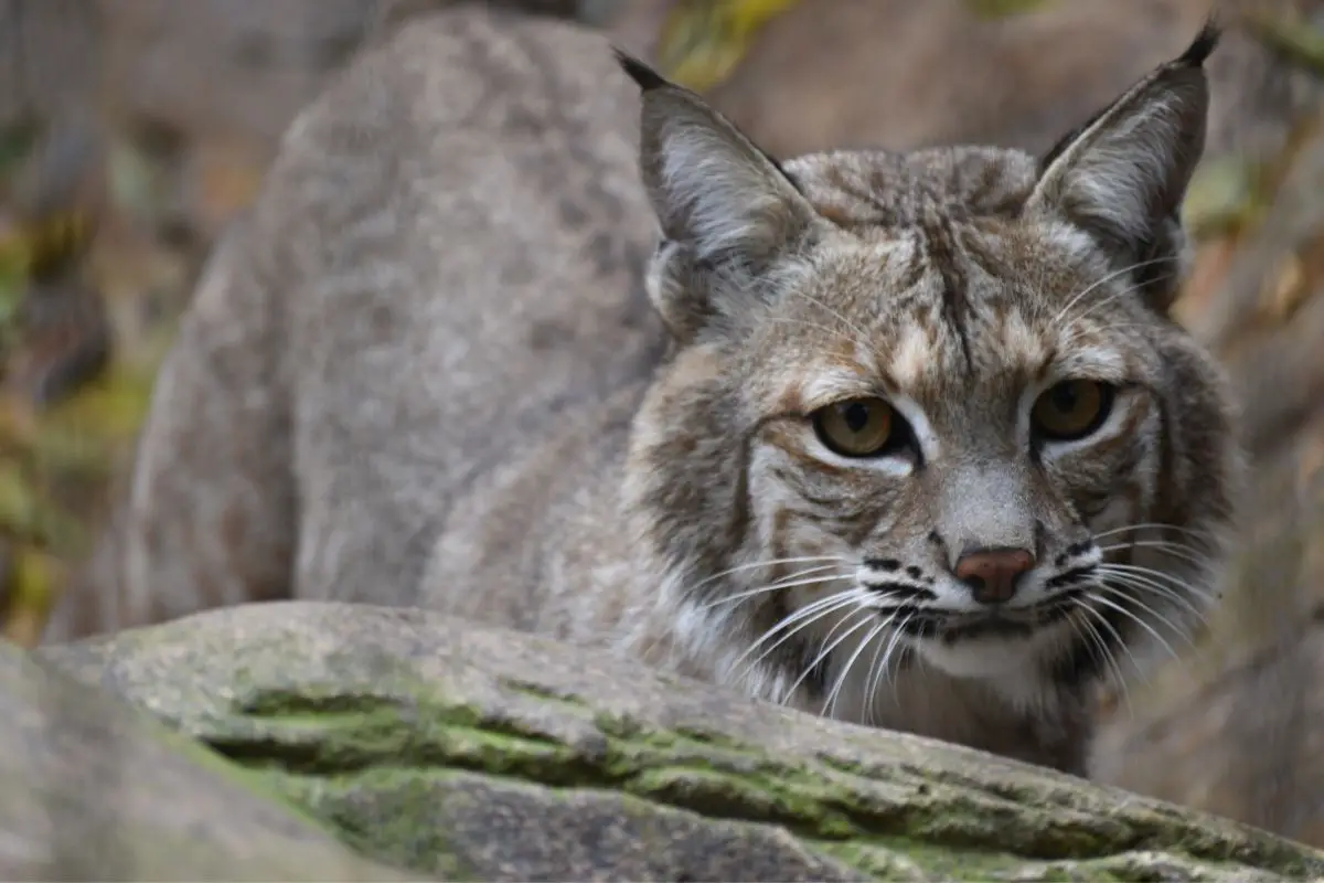 bobcat