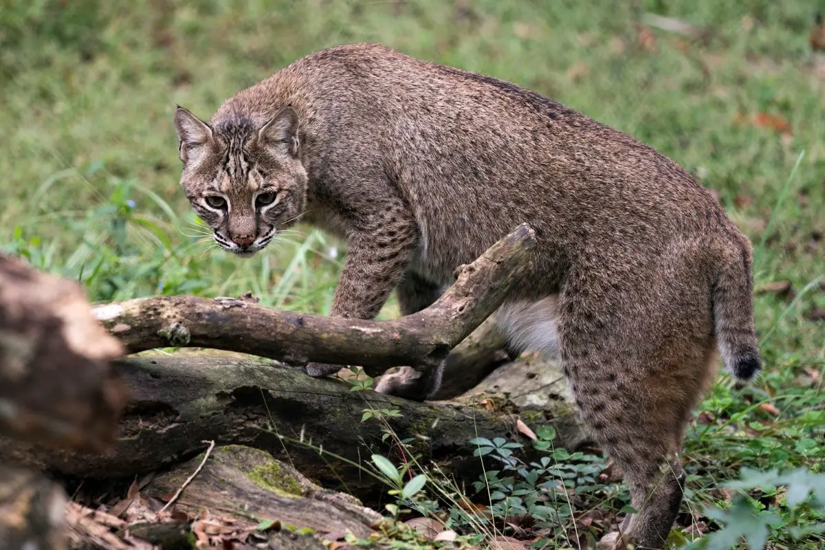 bobcat