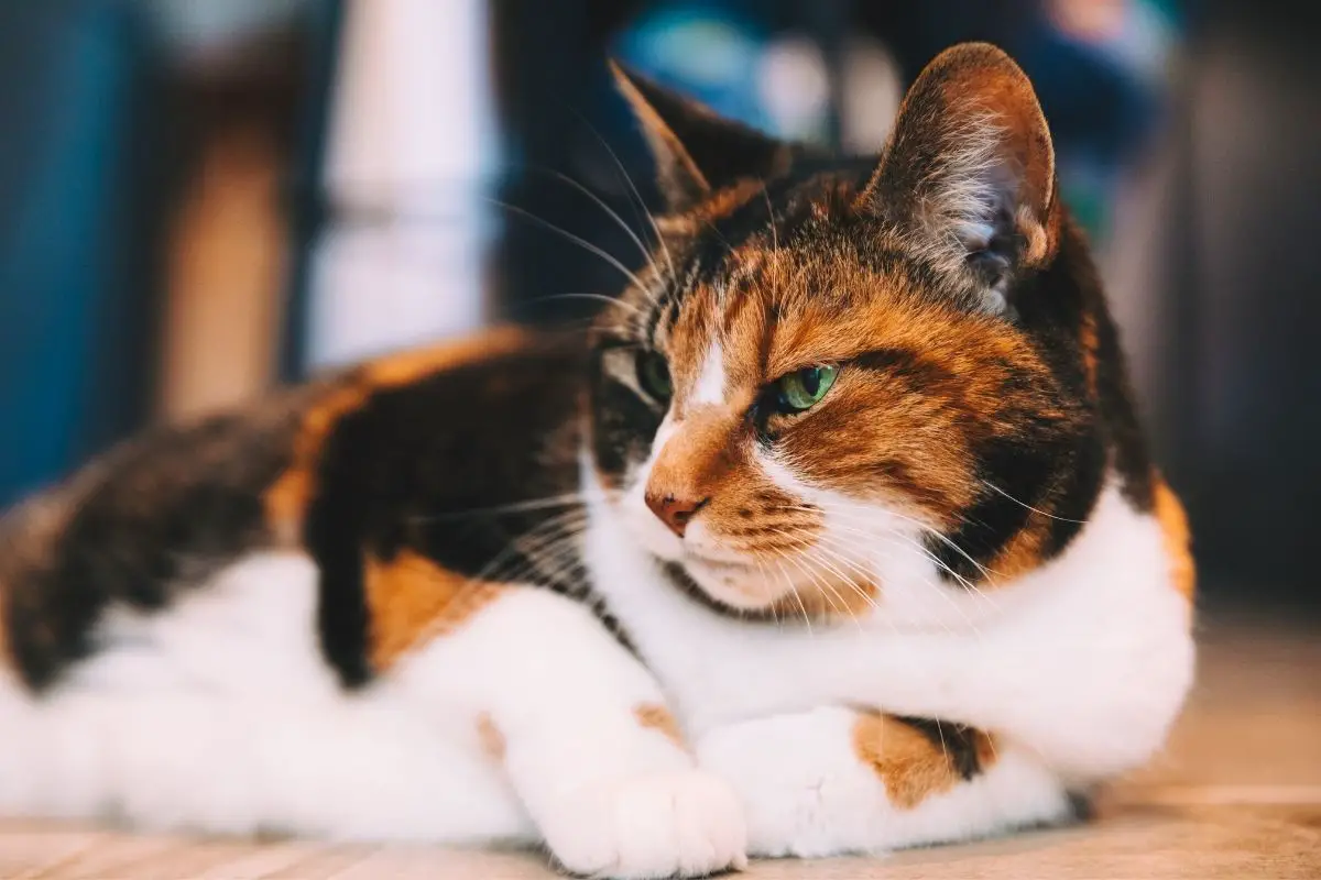 calico cat