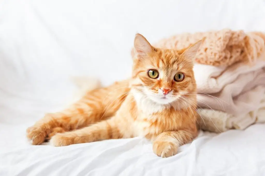 What To Expect After Deworming A Cat? (4 Side Effects) AnimalFate