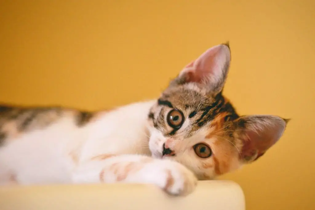 What To Expect After Deworming A Cat? (4 Side Effects) AnimalFate