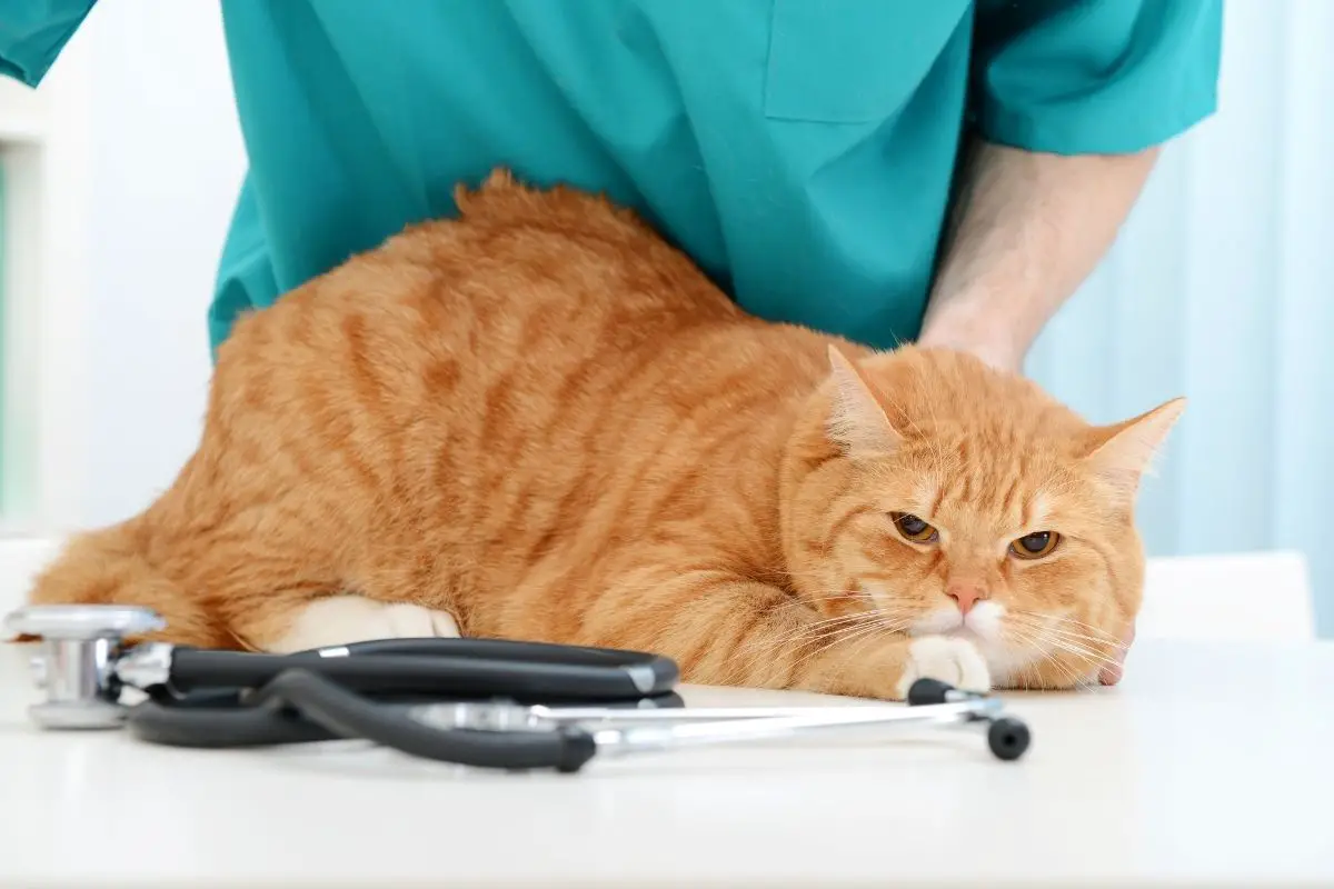 cat at the vet